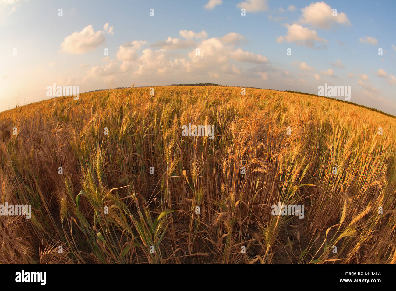 Der Tag im Weizenfeld Stockfoto