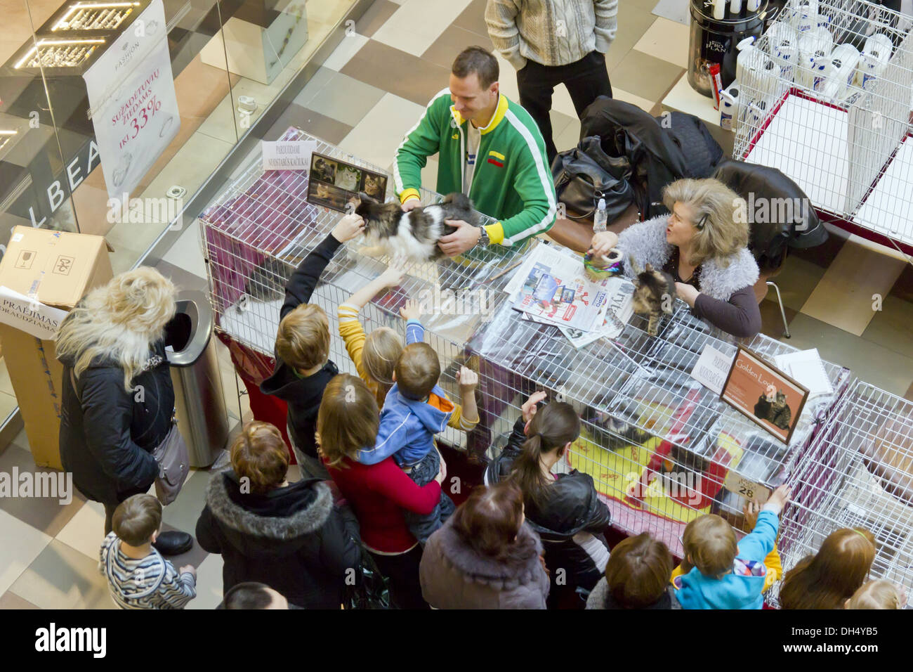 Internationale Ausstellung für Rassekatzen Stockfoto