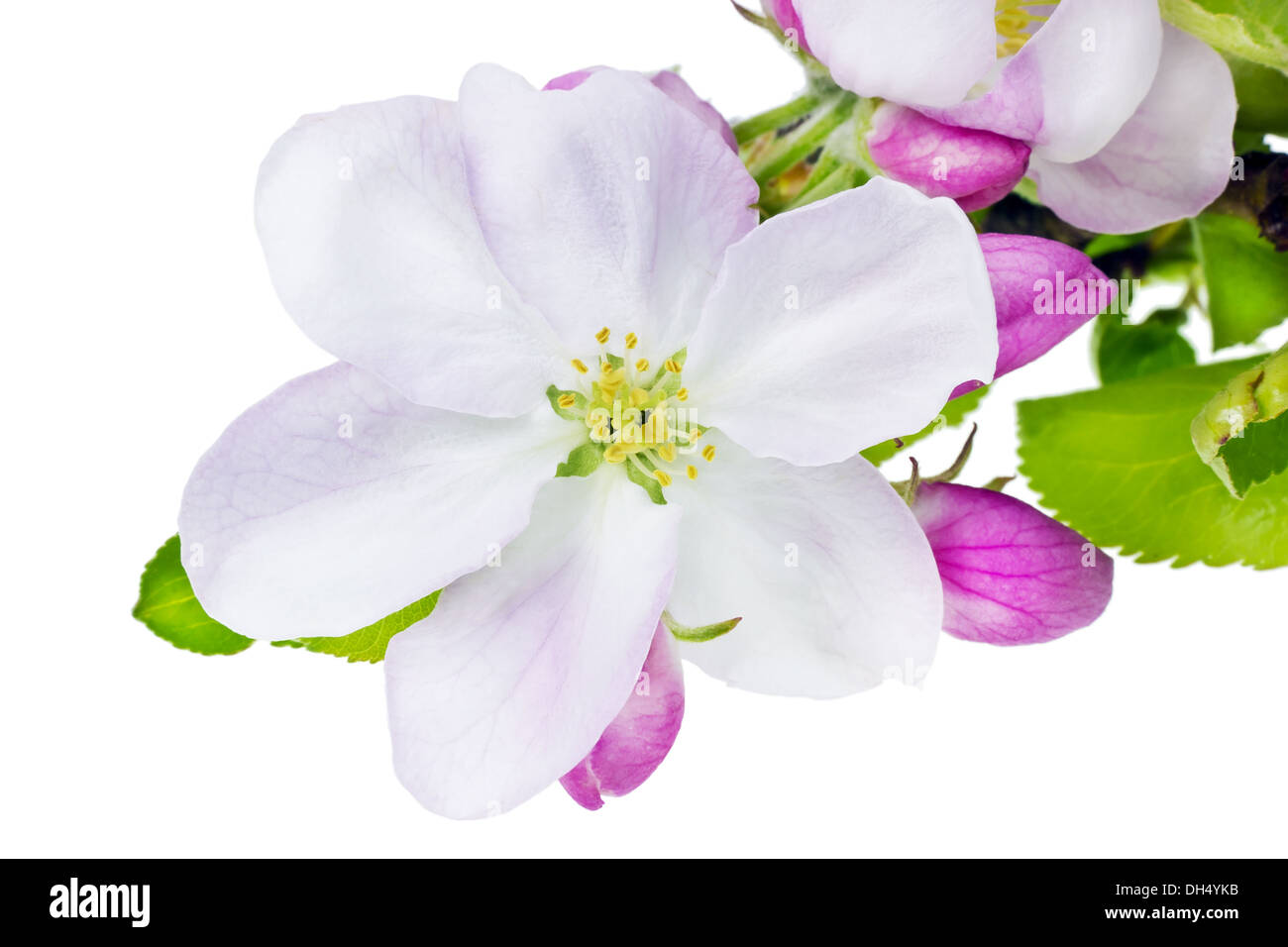 Apfel Baum Blume Makro isoliert Stockfoto