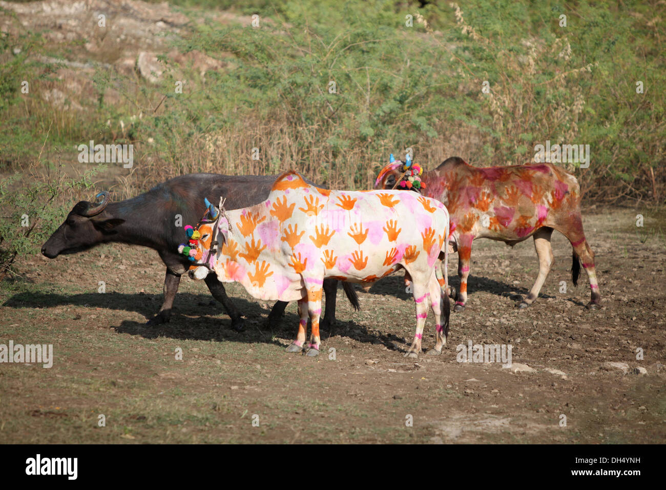 Ochsen verziert für Festival, Bhil Stamm, Madhya Pradesh, Indien Stockfoto