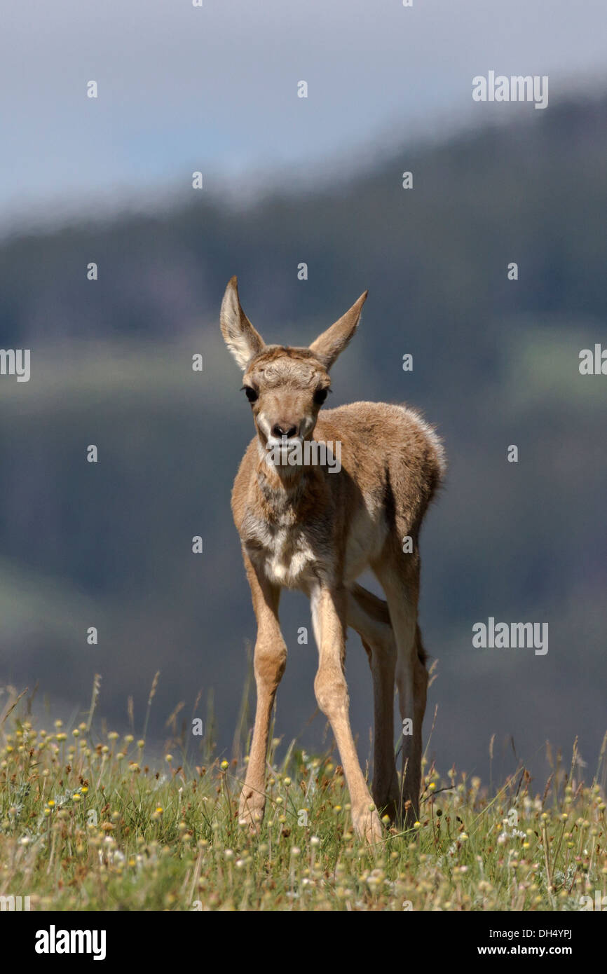 Antilope Kitz im Yellowstone National Park, Shot In The Wild Stockfoto