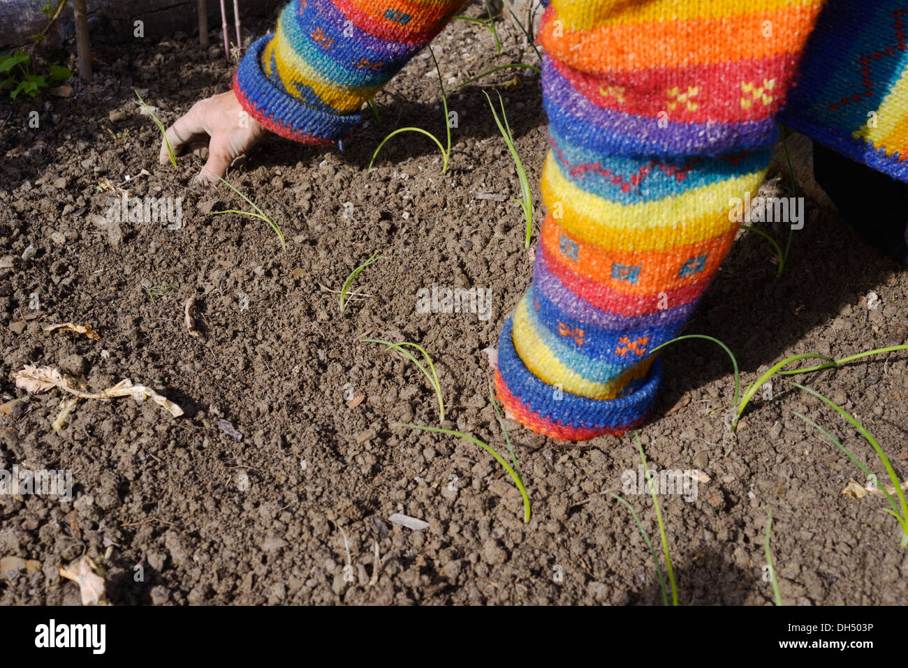 Bepflanzung jungen Zwiebelpflanzen aus Samen gezogen, Wales, UK Stockfoto