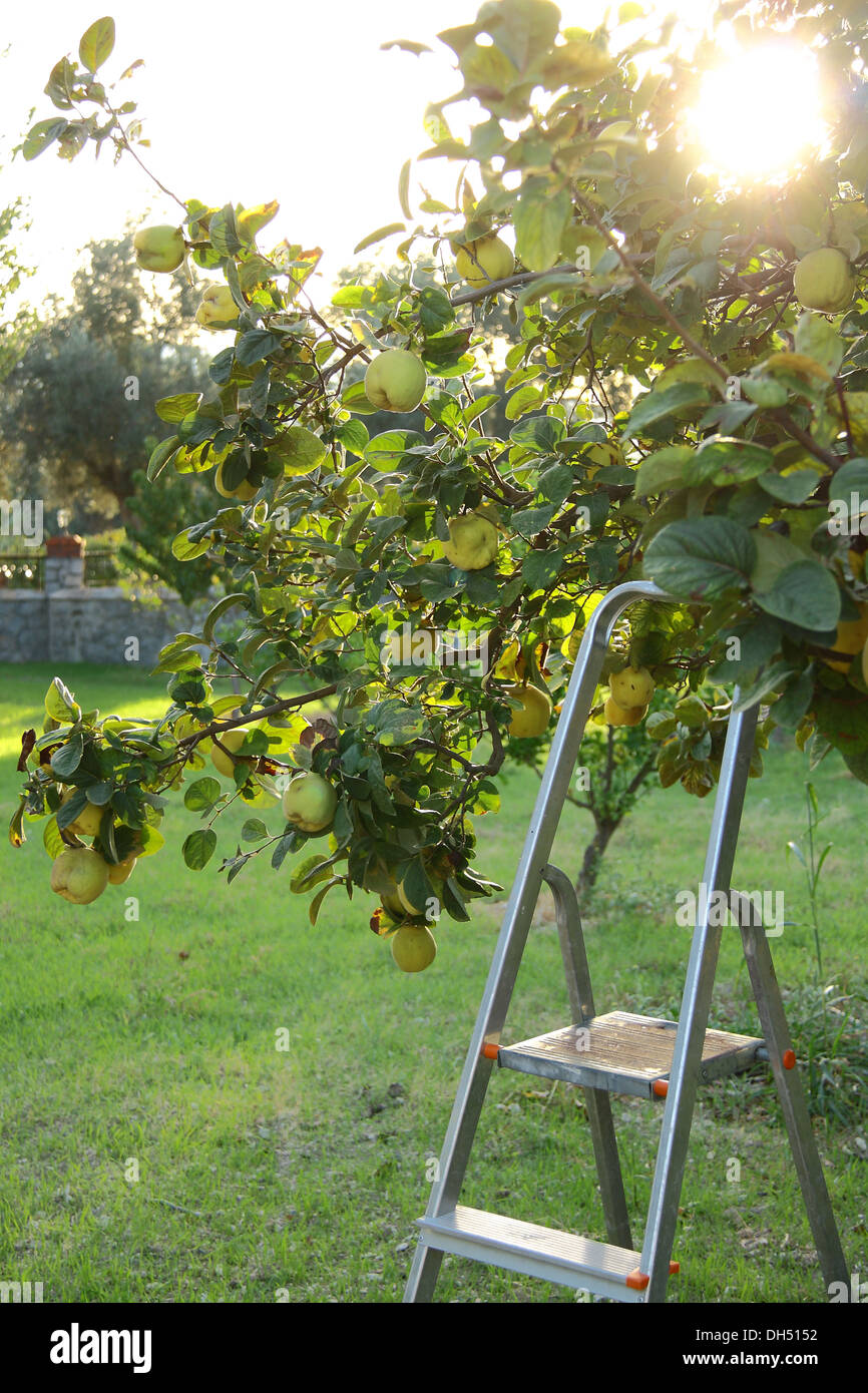 Kommissionierung Quitten vom Baum mit Treppe Stockfoto