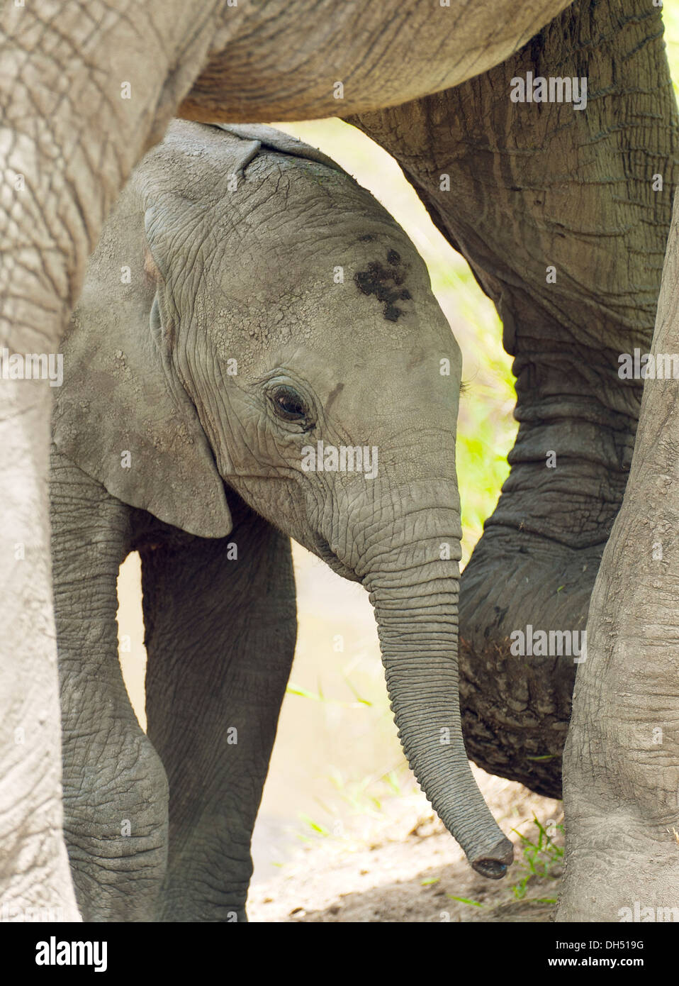 Afrikanischen Bush Elefanten (Loxodonta Africana), Kalb stehen unter seiner Mutter, Massai Mara, Serengeti, Provinz Rift Valley, Kenia Stockfoto