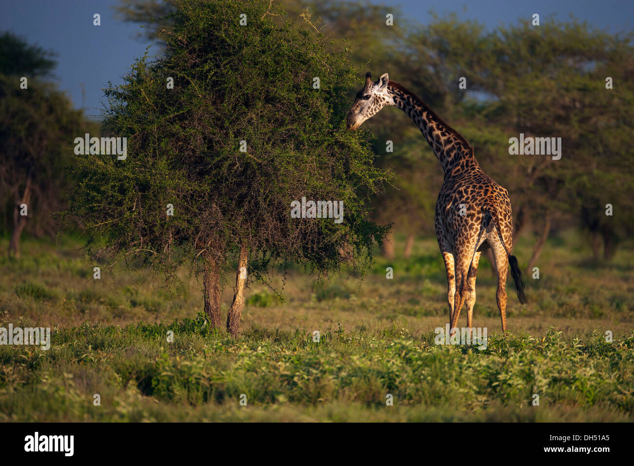 Giraffe (Giraffa Plancius) Fütterung im Abendlicht, Serengeti, Tansania Stockfoto