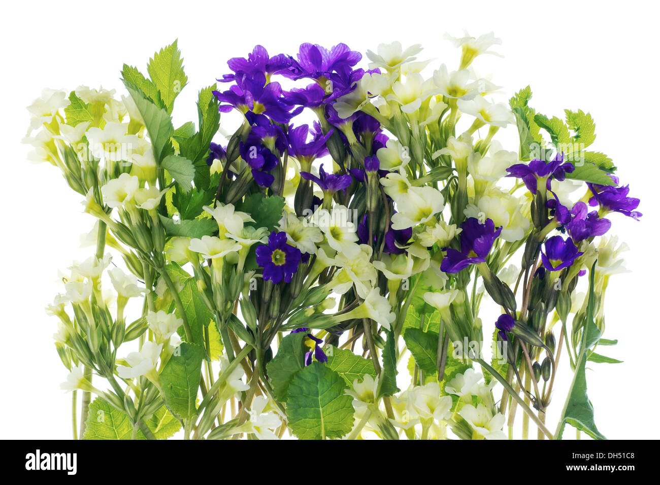 Bush der ersten Federn Blumen Stockfoto