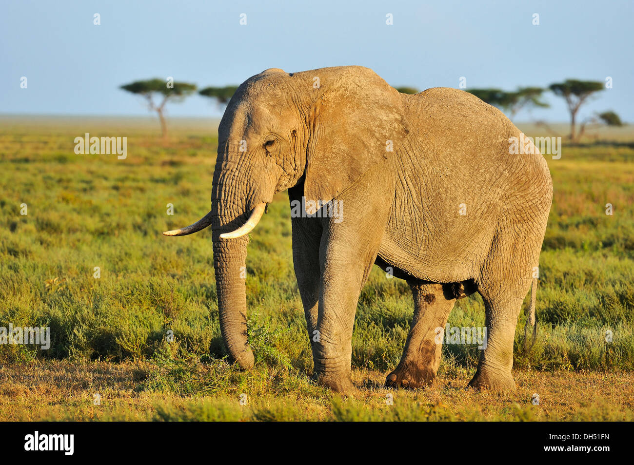 Afrikanischer Bush Elefant (Loxodonta Africana) in der Savannenlandschaft, Serengeti, Tansania Stockfoto