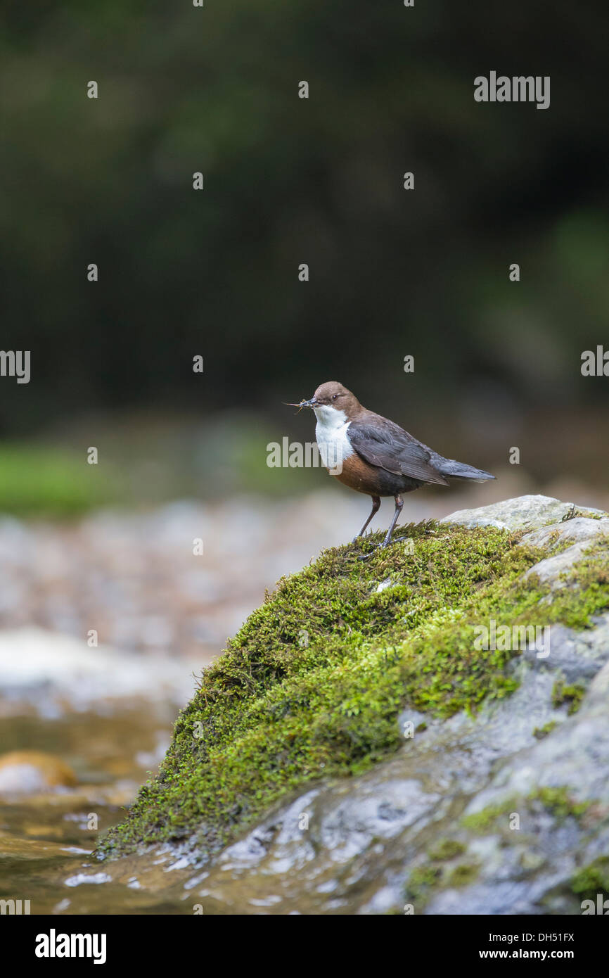 Europäische, weiße throated, Wasseramseln (Cinclus Cinclus) Stand auf bemoosten Felsen Fluss. Yorkshire Dales, North Yorkshire, England, UK Stockfoto