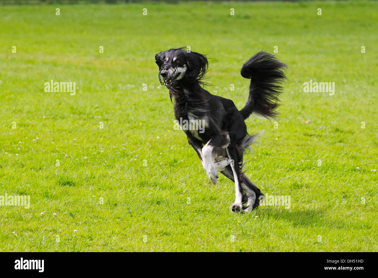 Saluki, persischer Windhund, Royal Dog of Egypt (Canis Lupus Familiaris), Männlich, läuft auf einer Rennstrecke, Windhund-Rasse Stockfoto