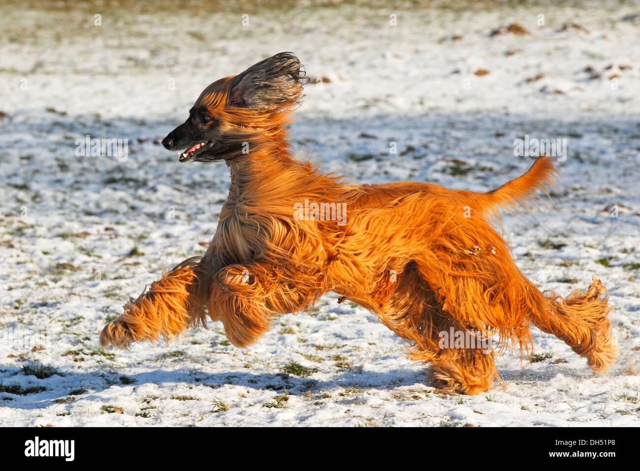 Afghanische Hund (Canis Lupus Familiaris), Männlich, laufen im Schnee Stockfoto