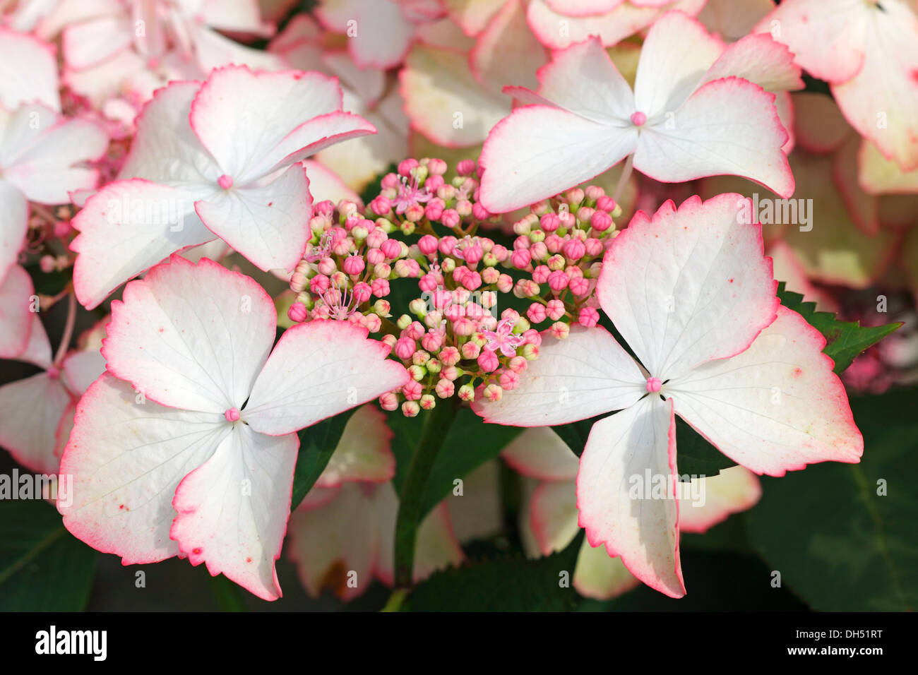 Unten, Mophead, Französisch oder Lacecap-Hortensien (Hydrangea Macrophylla "Liebe dich küssen") Stockfoto