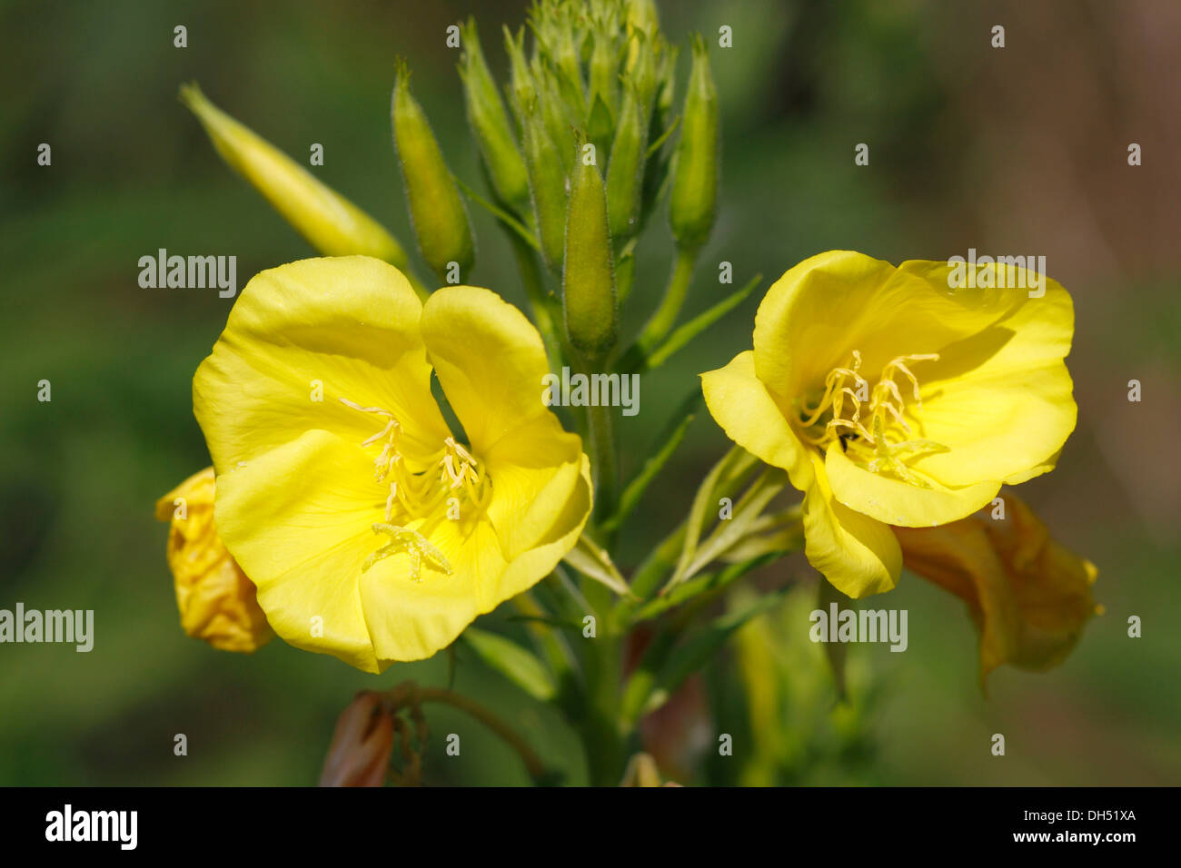 Gemeinsamen Nachtkerze Blüte oder Abendstern (Oenothera Biennis) Stockfoto