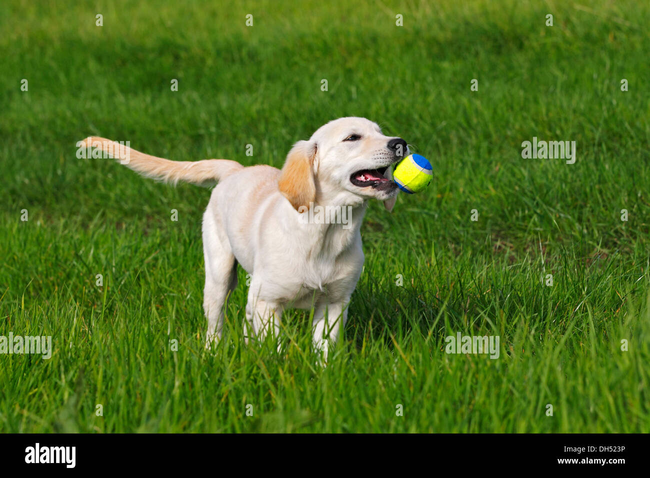 Golden Retriever (Canis Lupus Familiaris) Welpe, drei Monate, spielen mit einem Ball auf einer Wiese Stockfoto