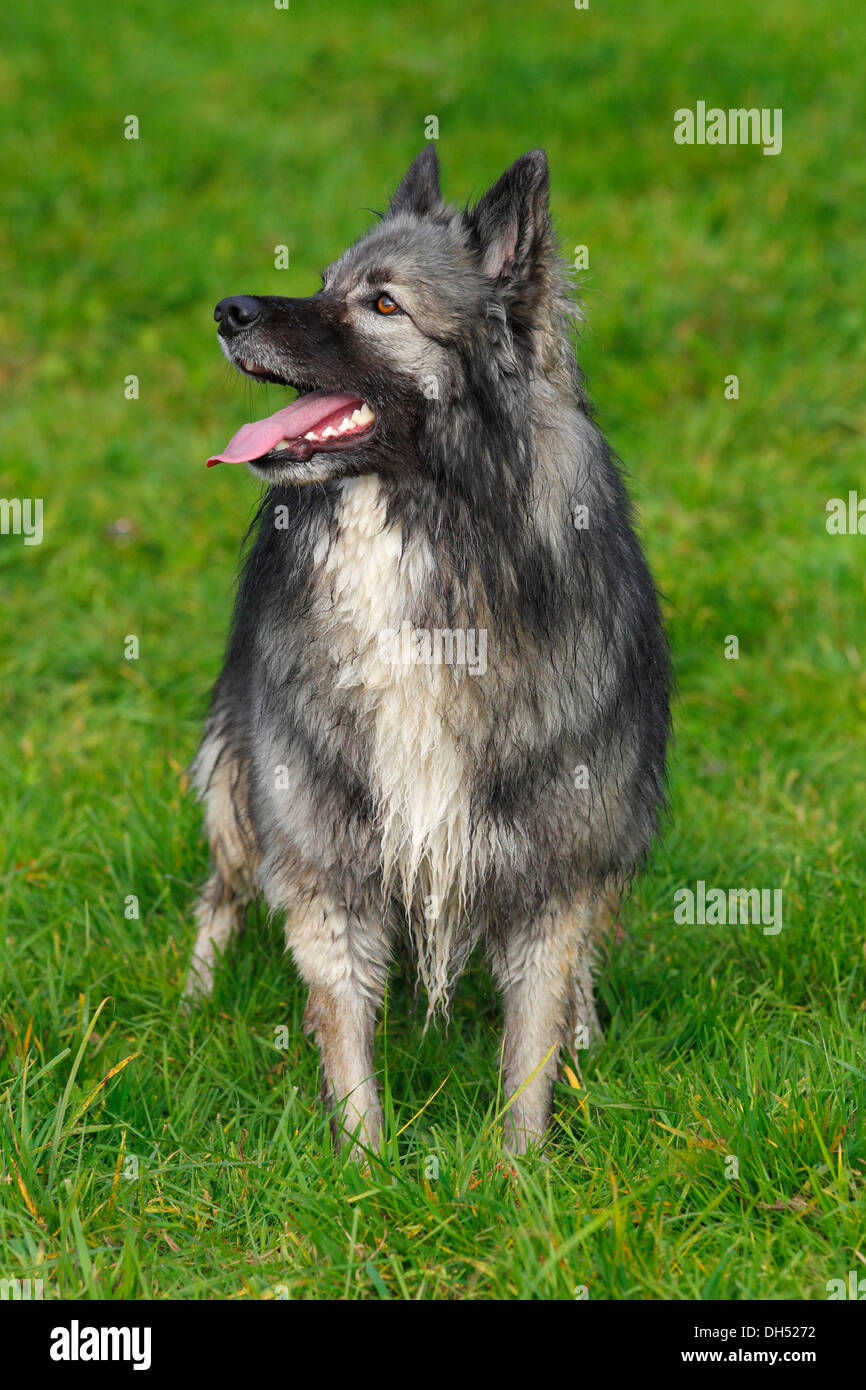 Deutscher Schäferhund Mischling, Männlich, mit nassem Fell Stockfotografie  - Alamy