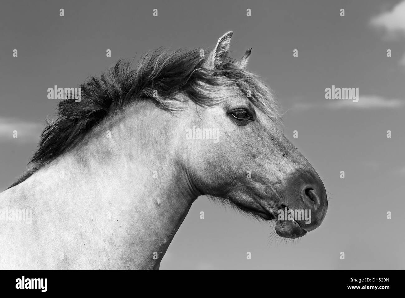 Konik-Pferd (Equus Przewalskii f Caballus), Tarpan oder Przewalski Pferd, Zucht, Porträt, Deutschland Stockfoto