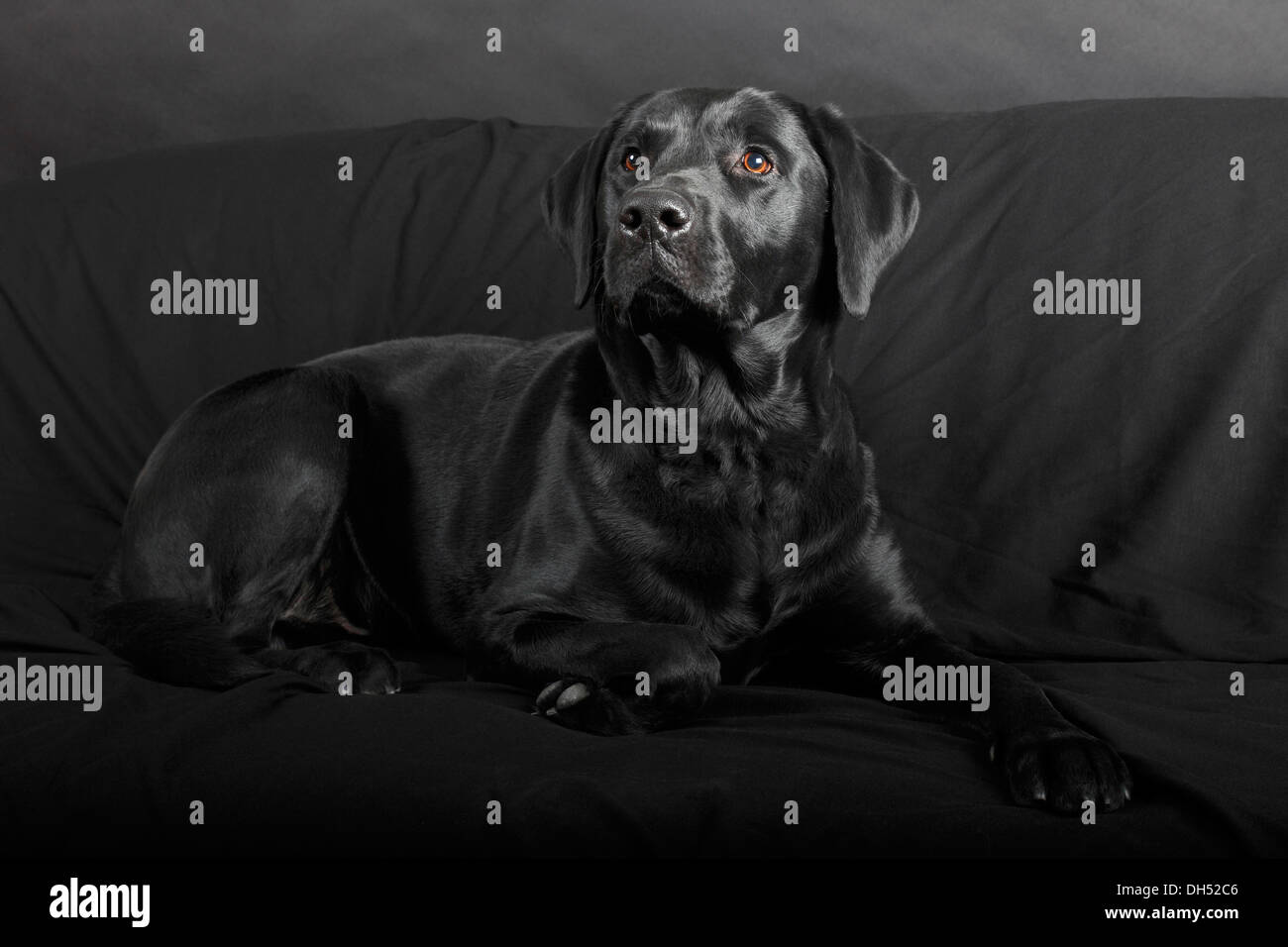 Black Labrador Retriever, Männlich, liegend auf einem schwarzen Sofa, Deutschland Stockfoto