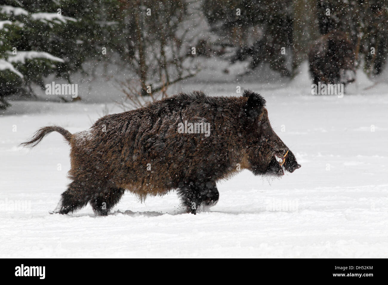 Wild Boar Sus Scrofa Male Stockfotos Und bilder Kaufen Alamy wild-boar-sus-scrofa-male-stockfotos-und-bilder-kaufen-alamy