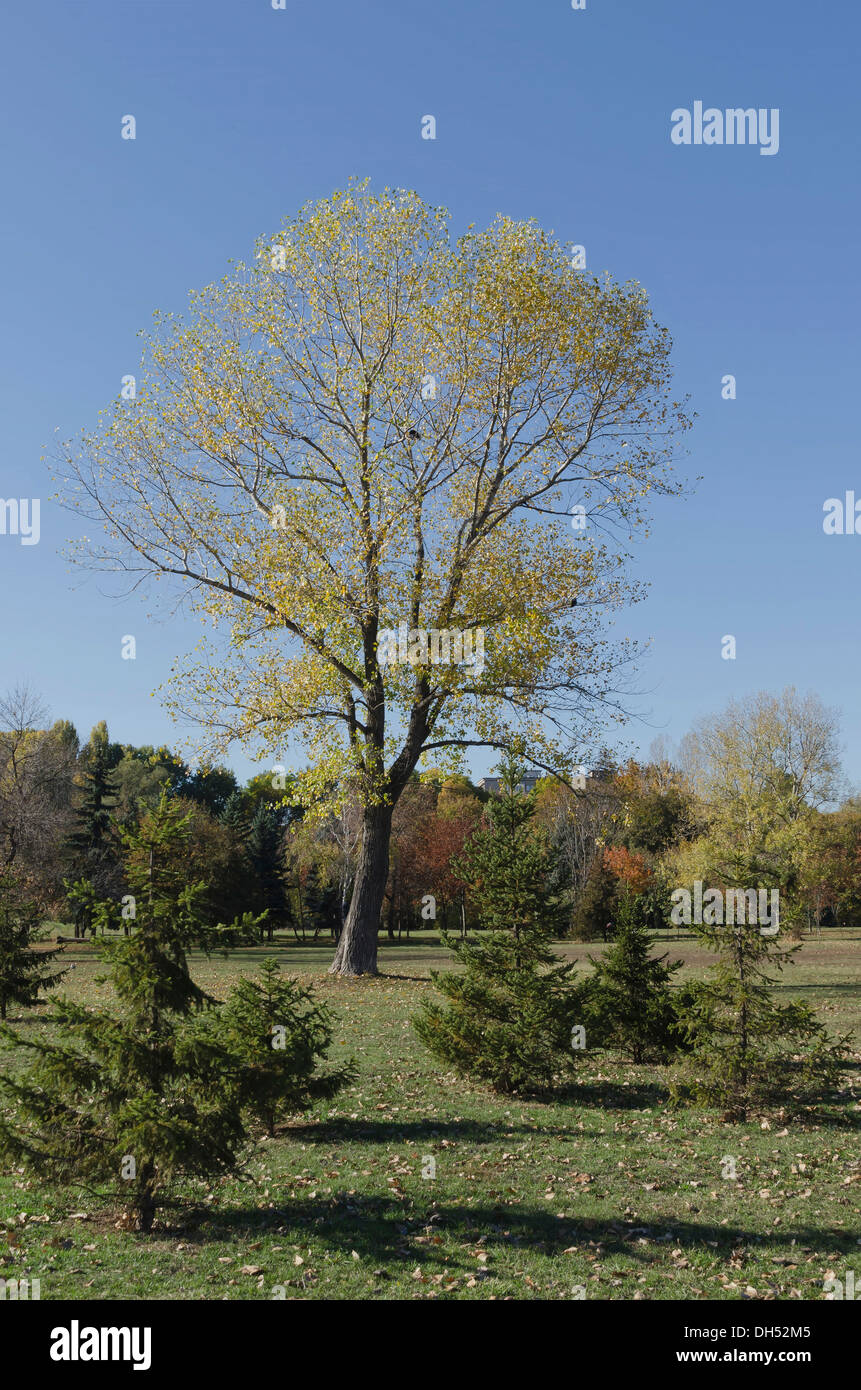 Bunter Baum Laub im Herbst bei Sonneneinstrahlung Stockfoto