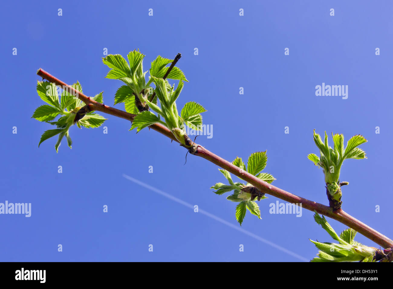 Spring Branch und jet Stockfoto