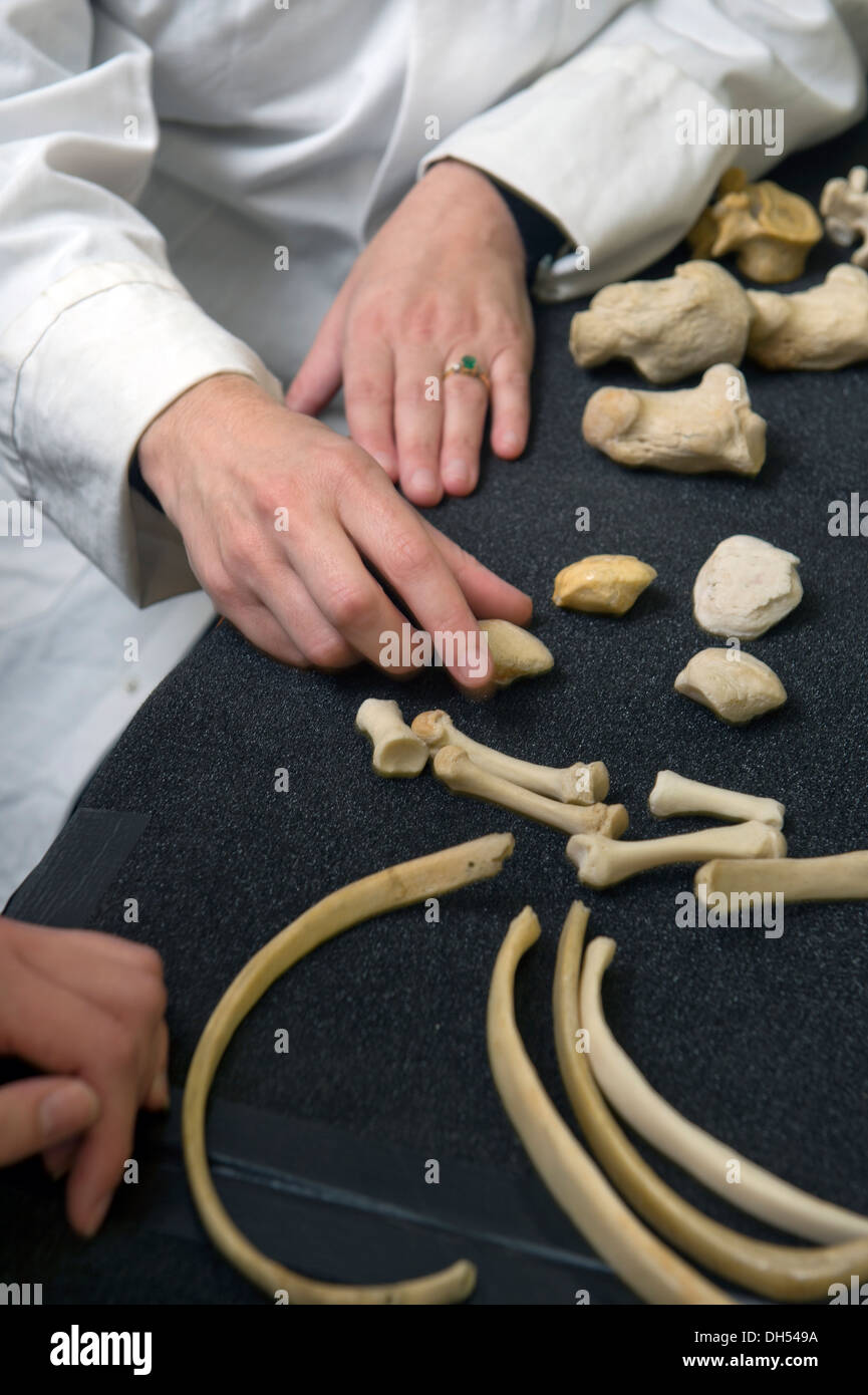 Die Studierenden lernen über Knochen-Identifizierung einschließlich Urteil aus tierischen Knochen wie möglich menschliche Überreste mit forensische Anthropologis Stockfoto