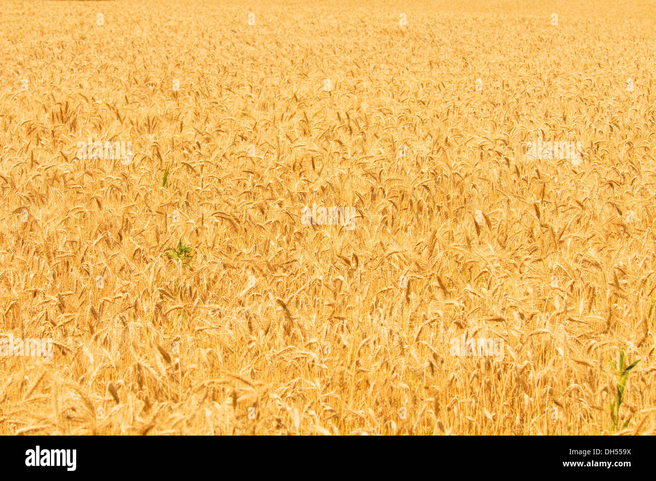 Weizenfeld Stockfoto