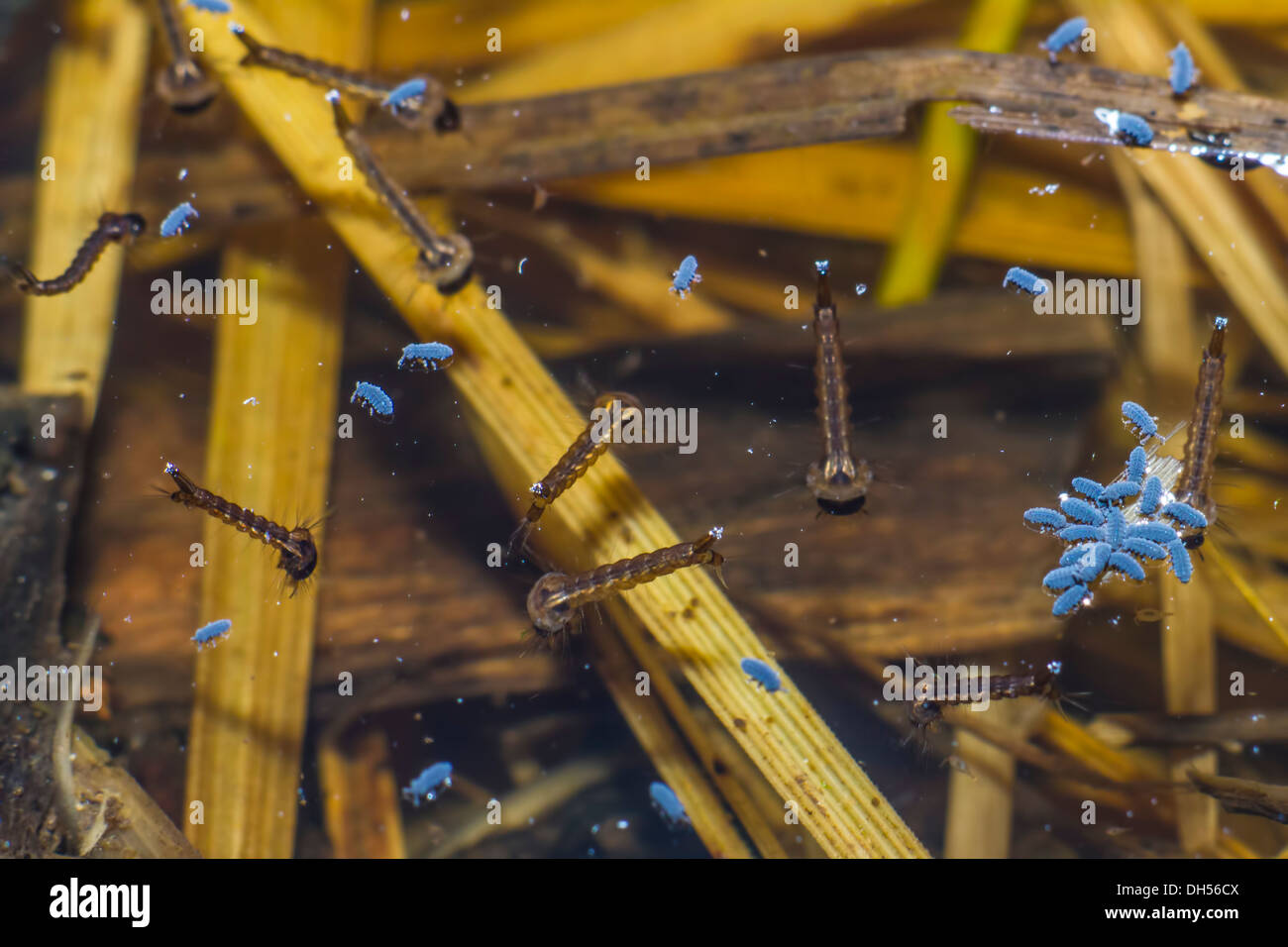 Mikroskopisch kleine Unterwasserwelt Stockfoto