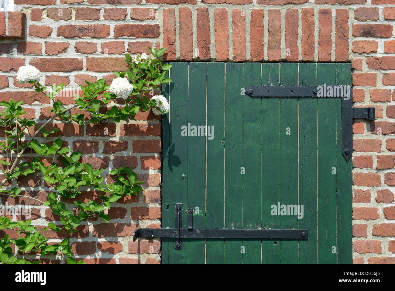 Eine grüne rustikale Tür mit schwarzen Scharnieren und einen weißen Rosenbusch Klettern auf einer roten Backsteinmauer auf der linken Seite des Rahmens Stockfoto