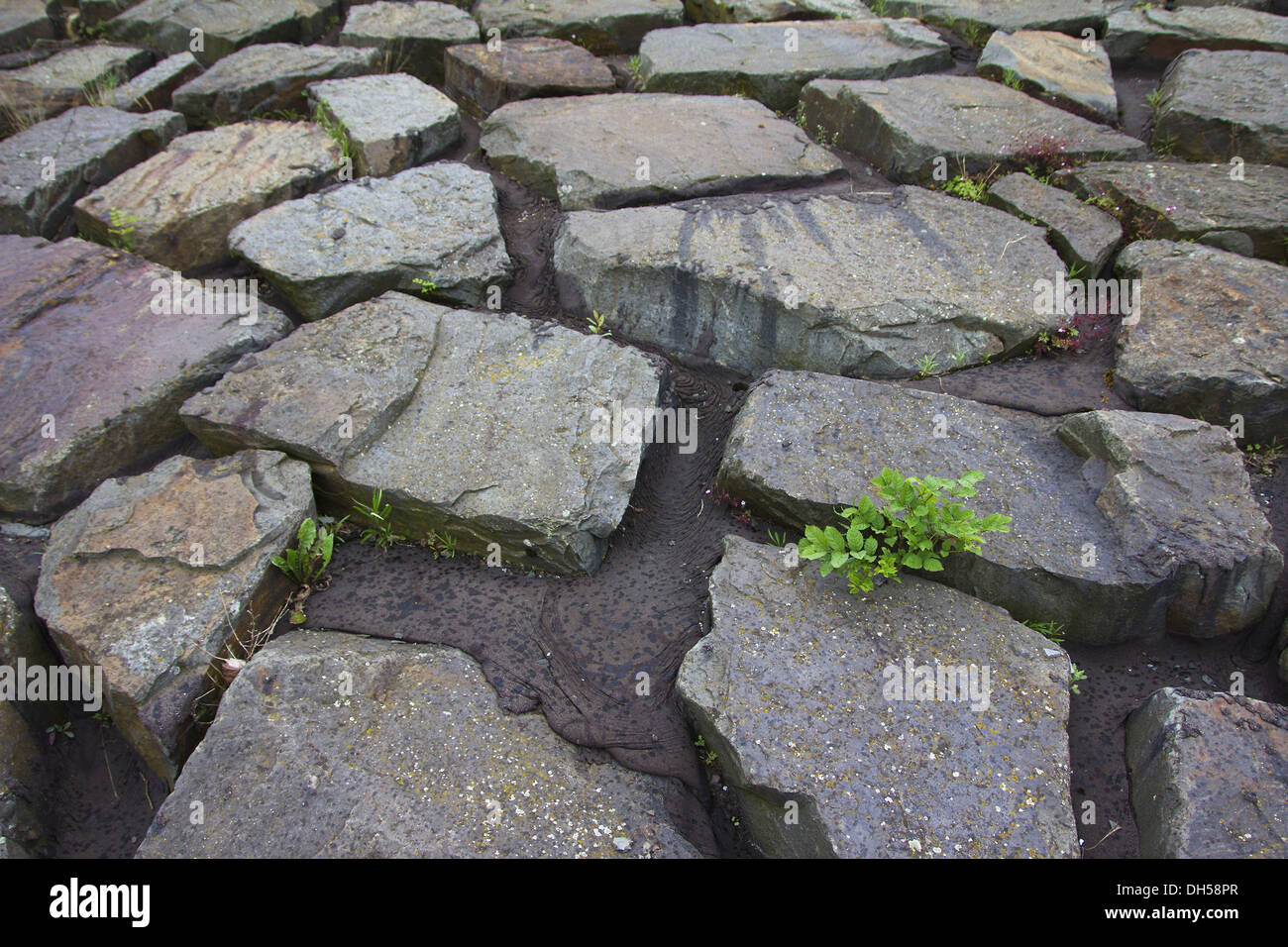 Felsigen Lebensraum im Naturpark Arnsberger Wald, Region Sauerland, North Rhine-Westphalia Stockfoto