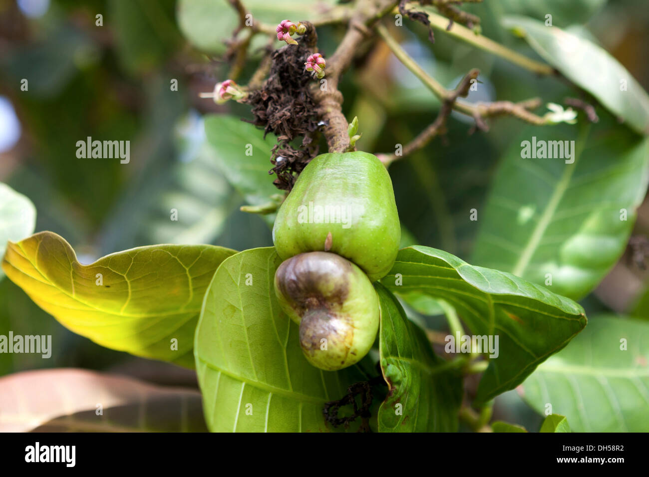 Cashewnuss-Frucht, Insel Fogo, Kap Verde Stockfoto