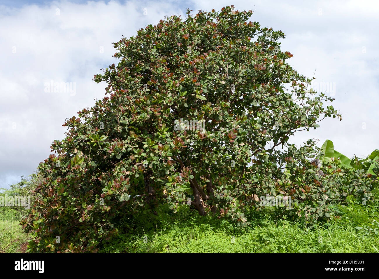 Cashewnuss Baum mit Früchten, Insel Fogo, Kap Verde Stockfoto