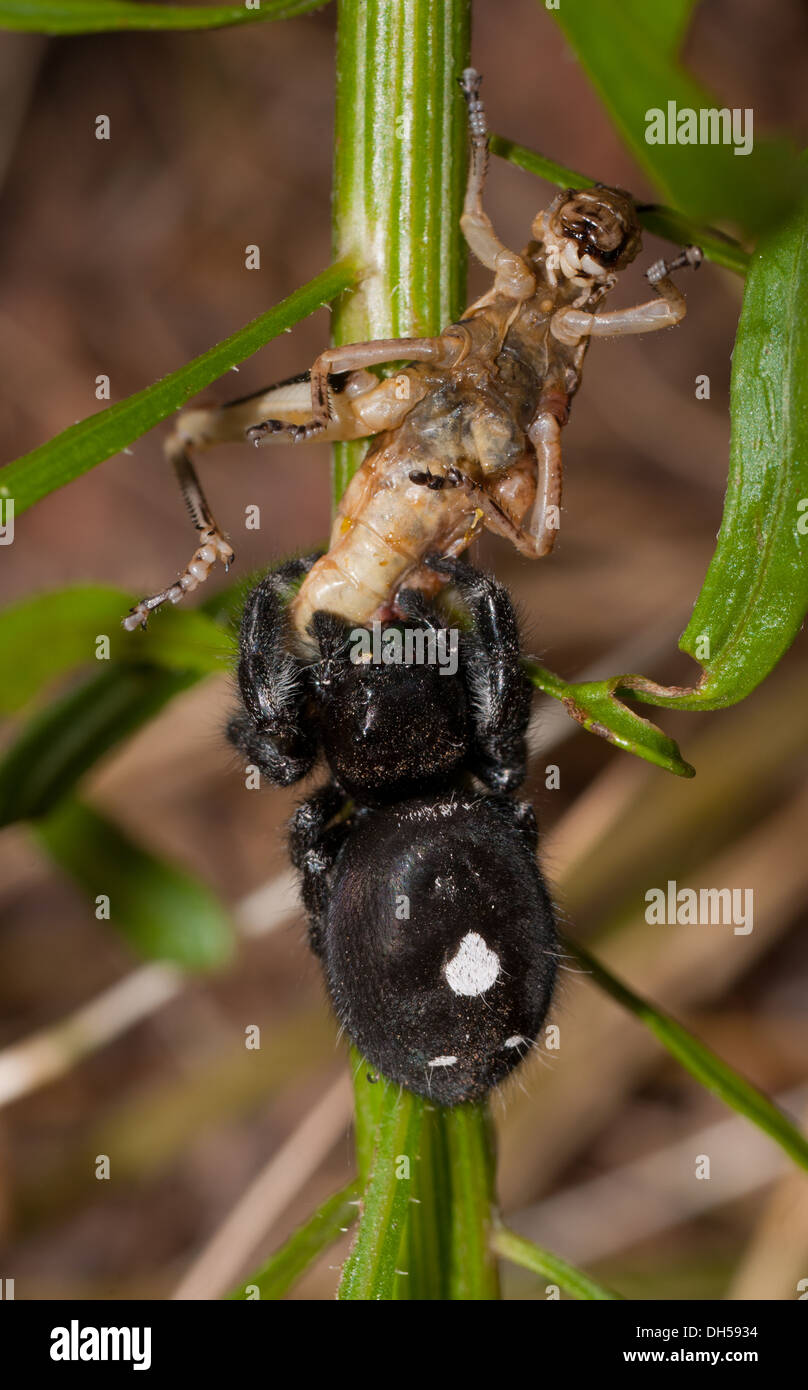 Schöne, schwarze, mutige springen Spinne, Phidippus Audax, Essen eine Heuschrecke Stockfoto