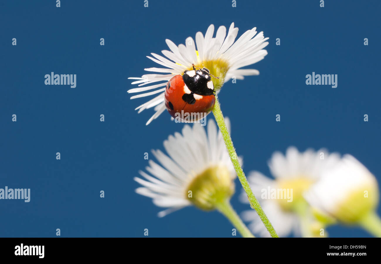Schöne Marienkäfer auf einem winzigen weißen Wildblumen gegen strahlend blauen Sommerhimmel; mit Textfreiraum Stockfoto