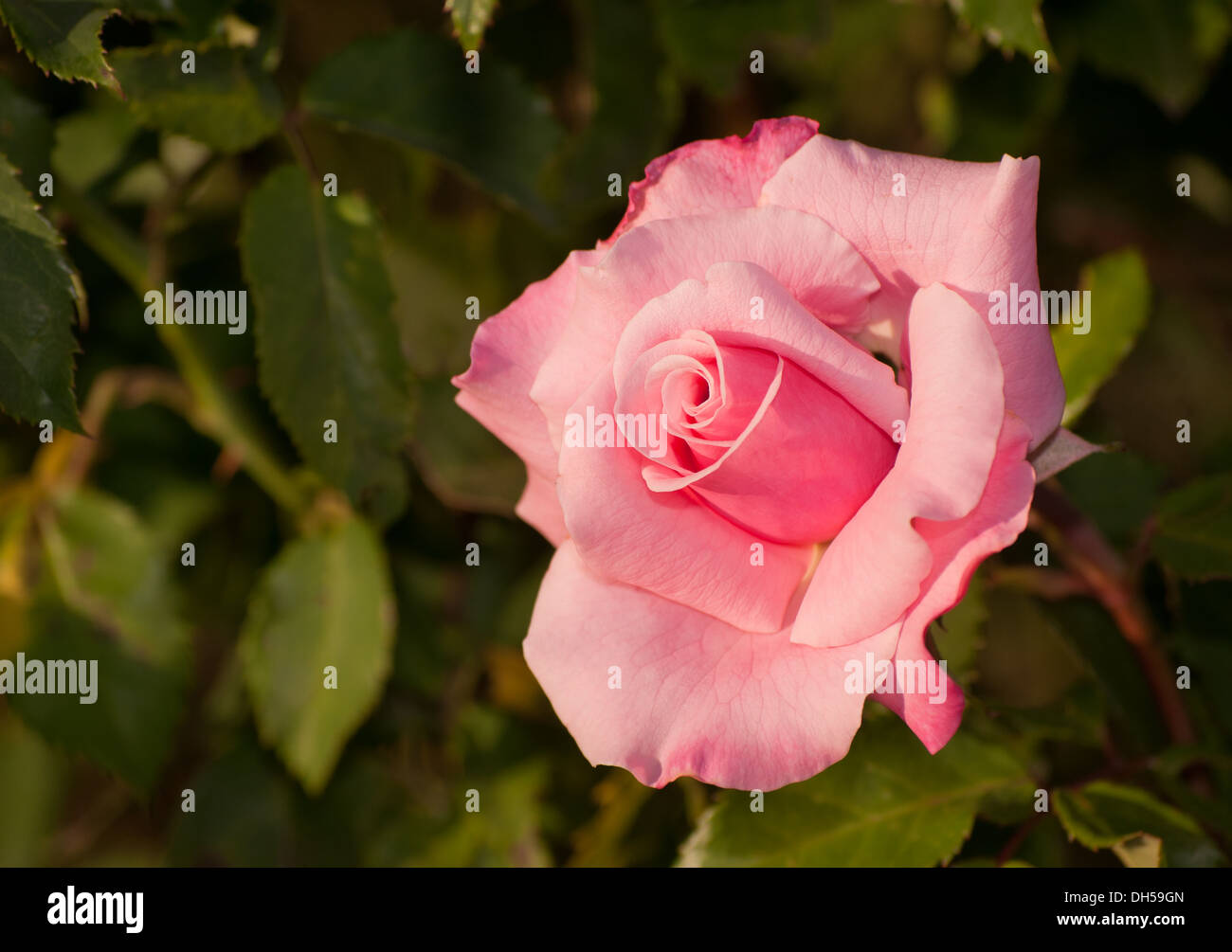 Rosa Rose im Garten Stockfoto
