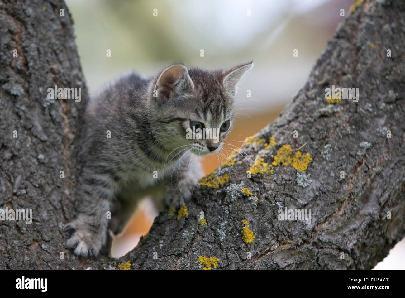 Katze in einem Baum Stockfoto