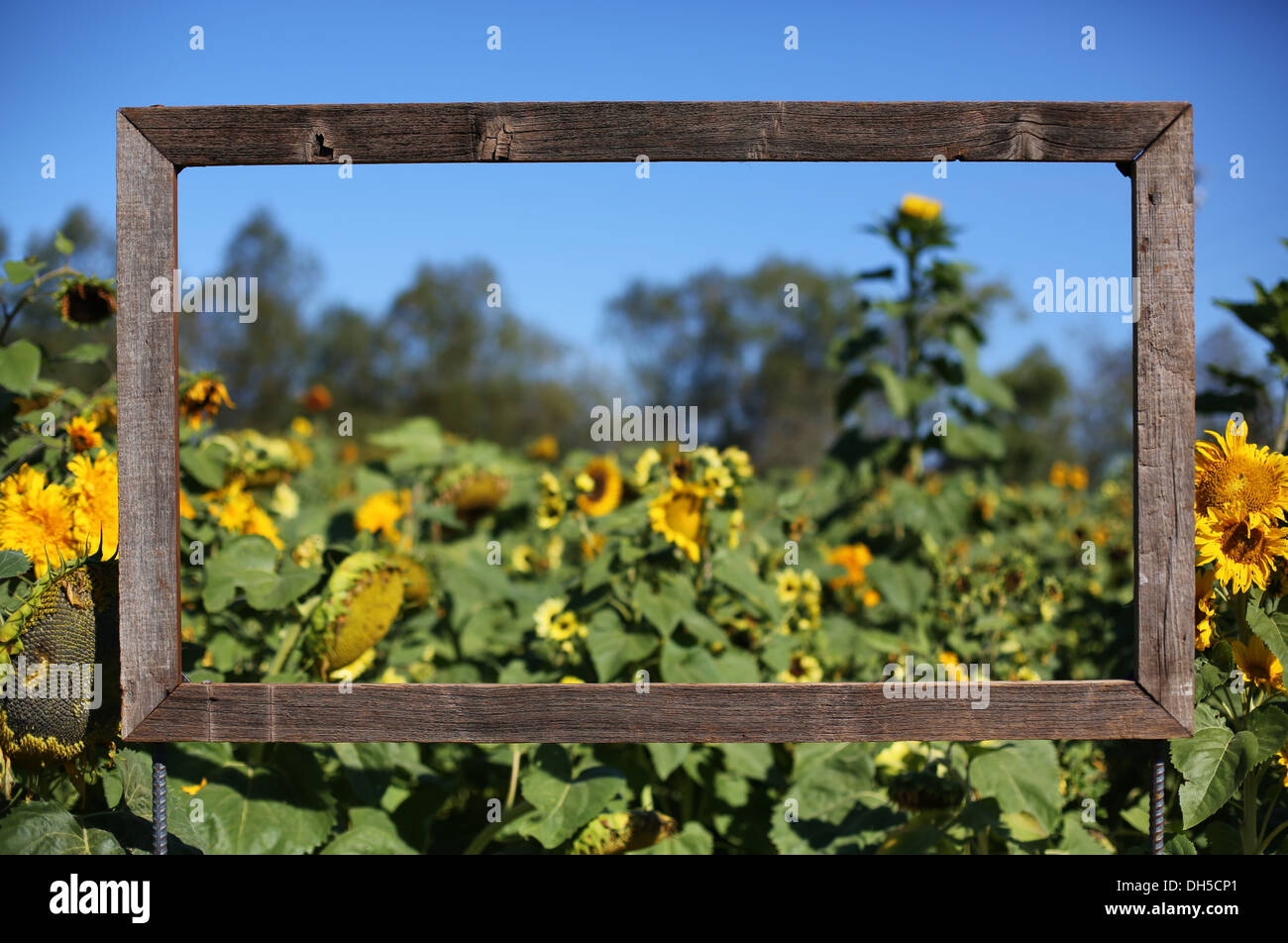 Ein Bilderrahmen in einem Feld von Sonnenblumen. Stockfoto