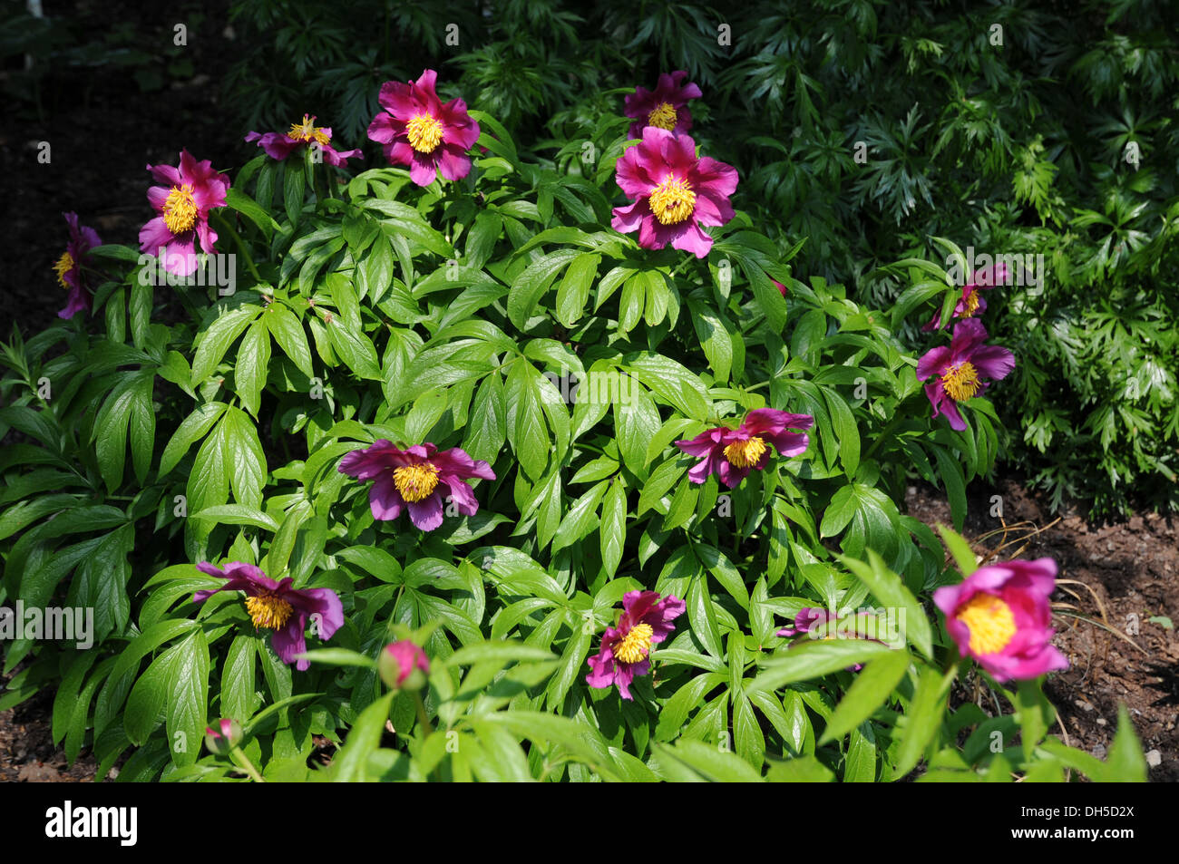 Pfingstrose Stockfoto