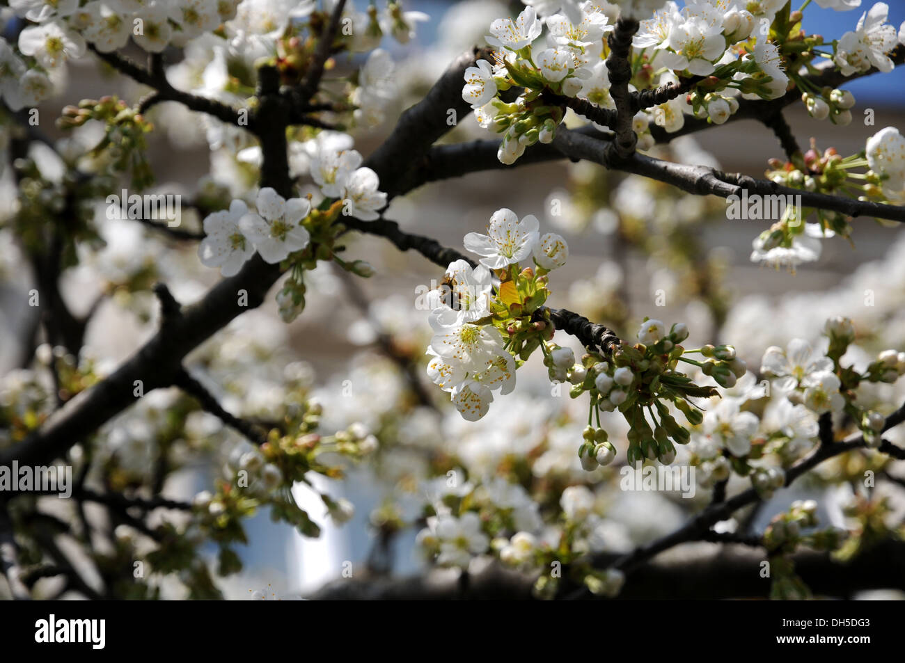 Sweet Cherry Blossoms Stockfoto