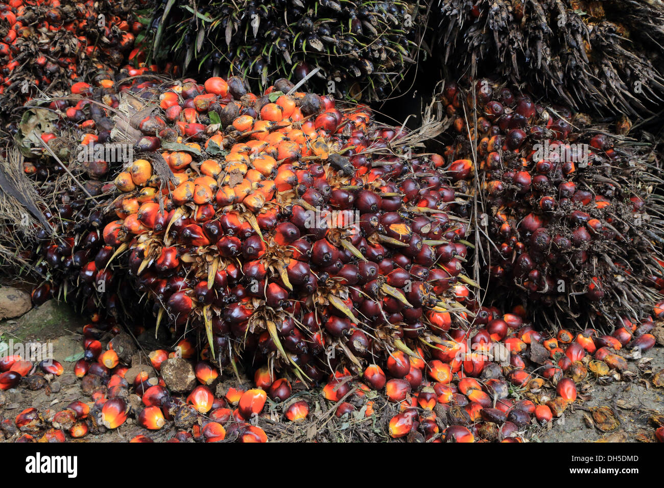 Frucht der Ölpalme, Elaeis Guineensis, Kerala, Indien Stockfoto