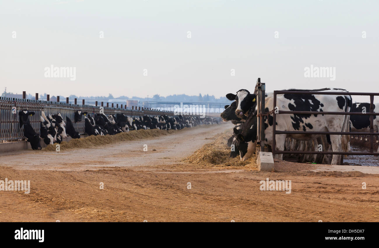 Milch Kühe fressen Rinder Farm - Kalifornien, USA Stockfotografie - Alamy