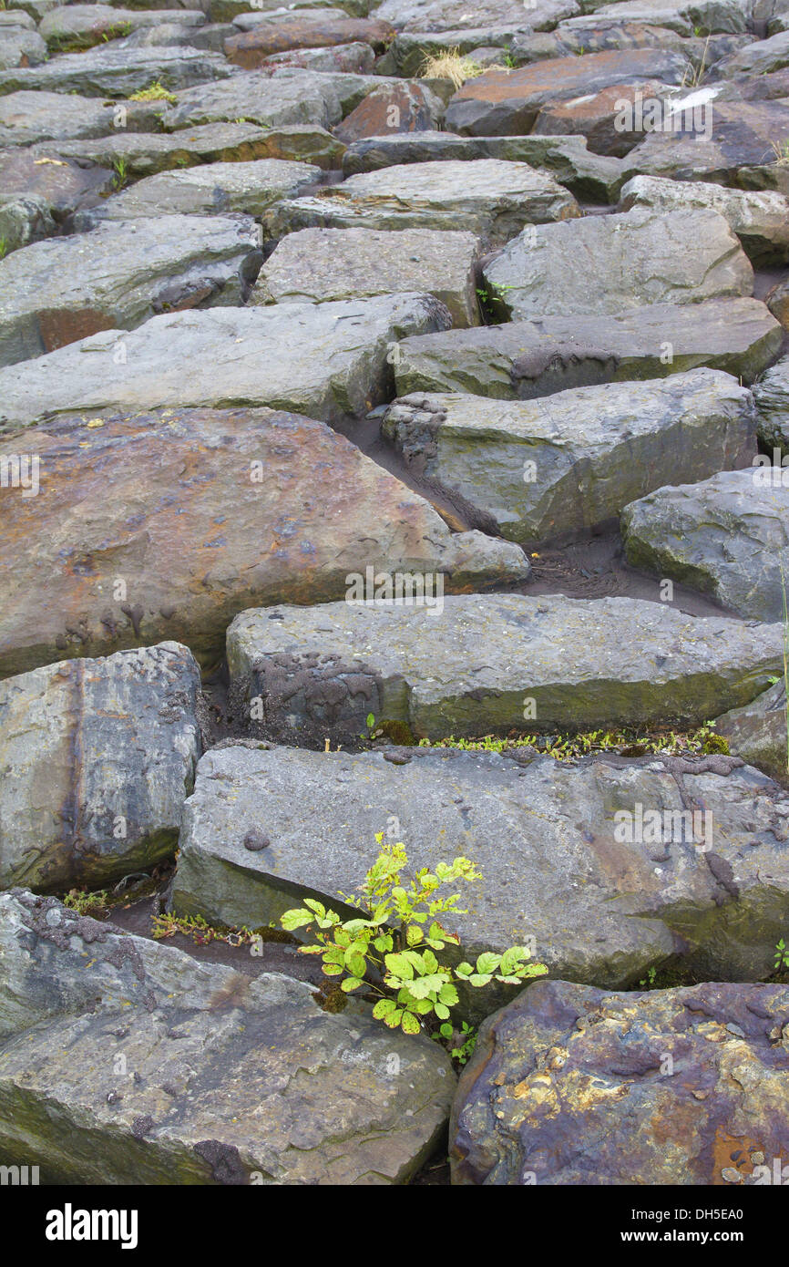 Felsigen Lebensraum im Naturpark Arnsberger Wald, Region Sauerland, North Rhine-Westphalia Stockfoto