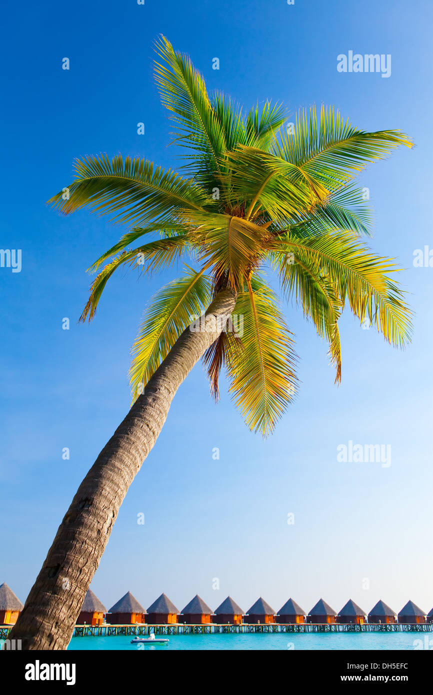 Palme auf Himmelshintergrund Stockfoto