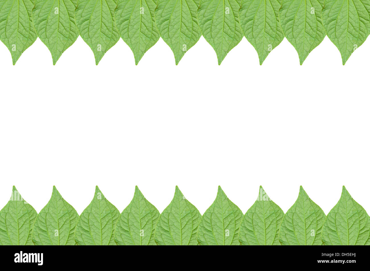 frisches Blatt Rückseite Hintergrund Stockfoto