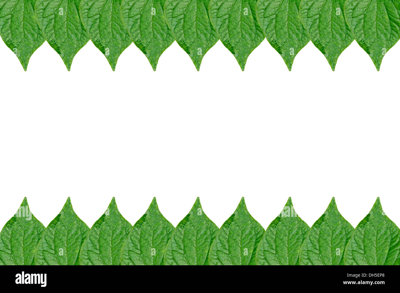 Frische Blätter auf weißem Hintergrund Stockfoto