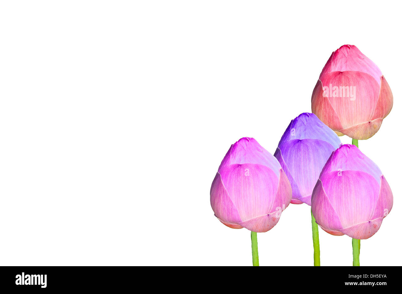 Lotusblüte auf weißem Hintergrund Stockfoto