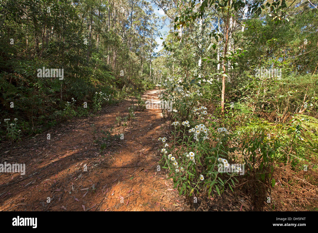 Schmale Vierrad Antrieb Track gesäumt von Wildblumen und dichten Waldvegetation im Nowendoc National Park NSW Australia Stockfoto