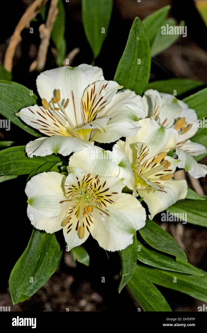 Cluster von weißen Blüten und grünen Blättern von Alstroemeria Sorte Camilla - peruanischen / Prinzessin Lily Stockfoto