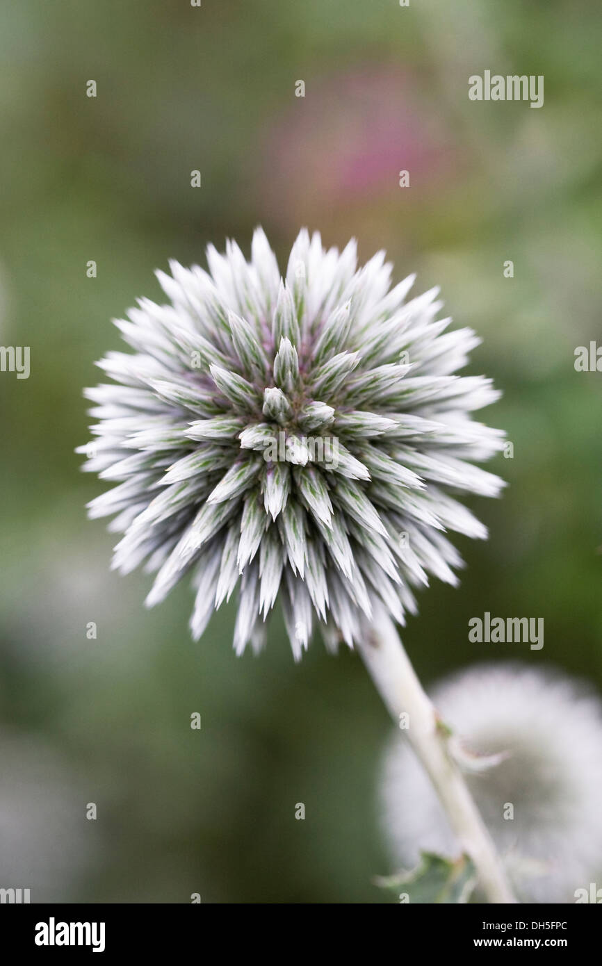 Echinops Bannaticus 'Starfrost'. Globe Distel Blume. Stockfoto