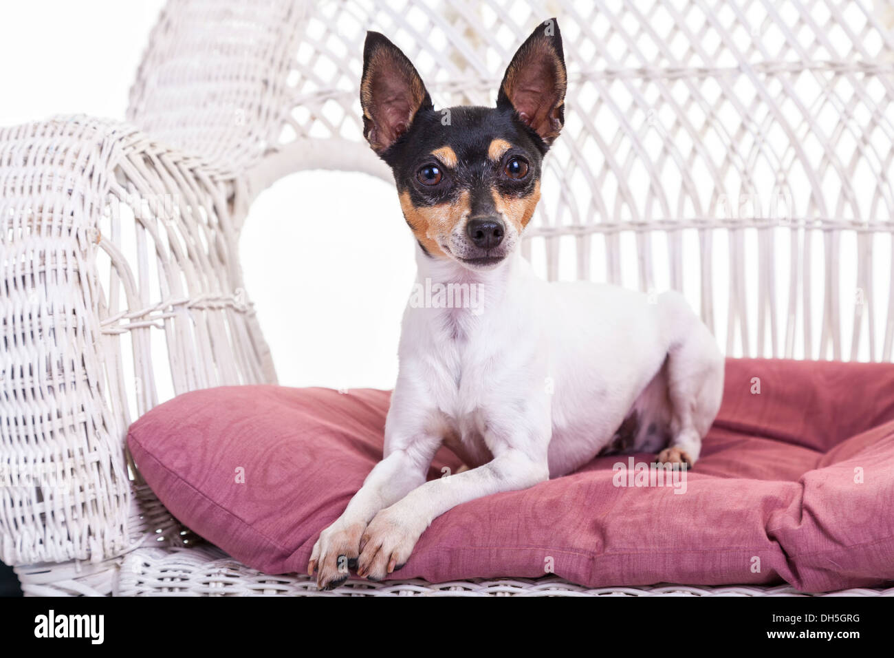 Spielzeug foxterrier Fotos und Bildmaterial in hoher Auflösung Alamy