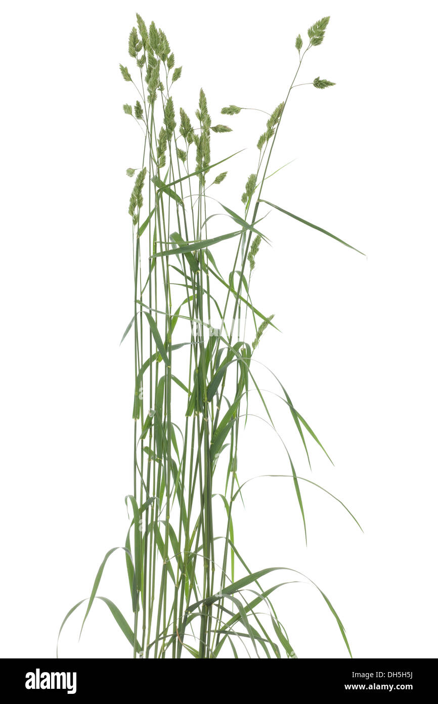 junge Büschel Grass (Festuca) auf weißem Hintergrund Stockfoto
