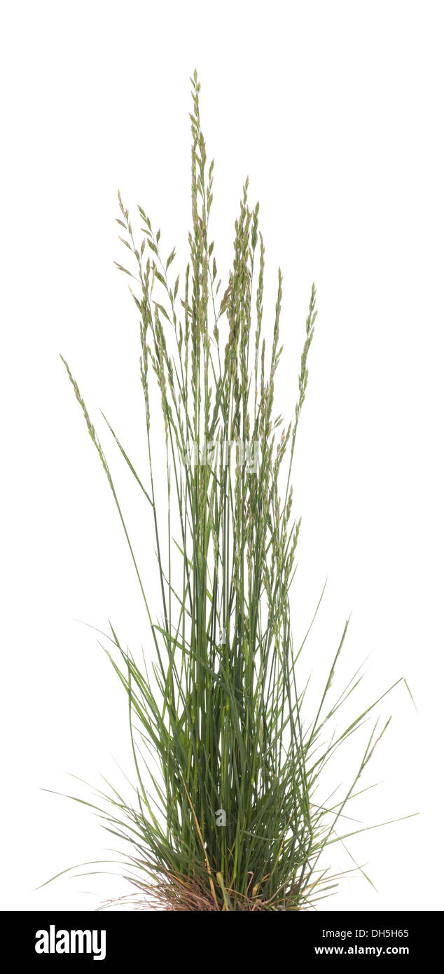 junge Büschel Grass (Festuca Ovina) auf weißem Hintergrund Stockfoto